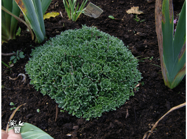 Saxifraga paniculata   'Baldensis'